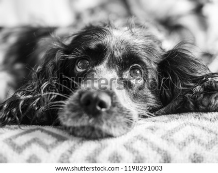 black and white photograph of the Russian Spaniel	
