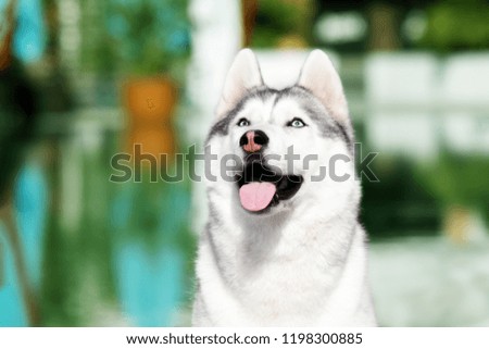 A mature Siberian husky female dog is sitting near a big pool. The background is  green and blue. A bitch has grey and white fur and blue eyes, she looks up.