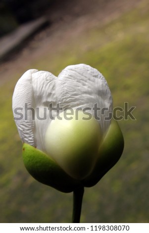 Elephant Apple Flower