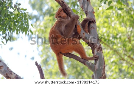 monkey taking rest on tree