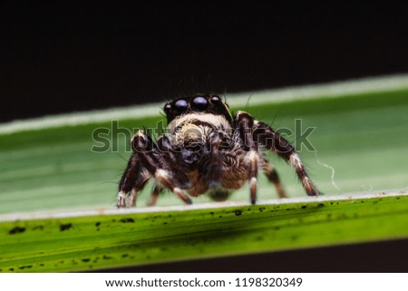 macro shot of jumping spider in nature