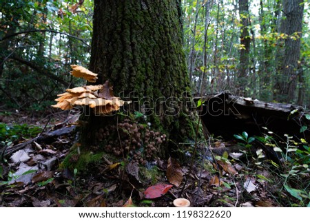 Different types of fungi sharing the same tree