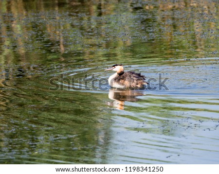 Great crested grebe on water, shaking the feathers to dry them out