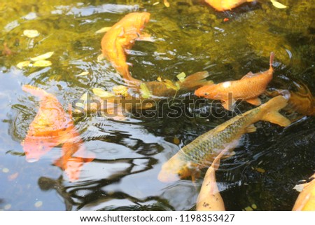 koi collection in a pool of gold coins