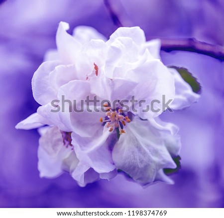 White apple flowers in the purple close up