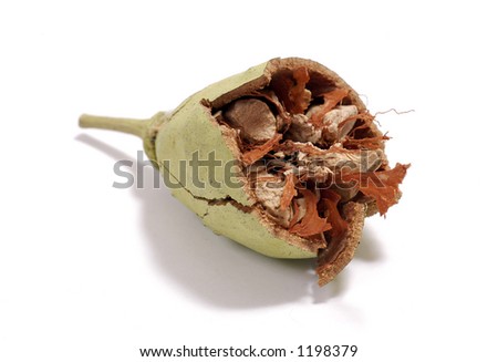 The seed pod of a Baobab tree broken open to reveal the flesh within Royalty-Free Stock Photo #1198379