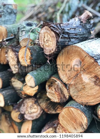 Cuts of the trees. Pile. Wood texture background.