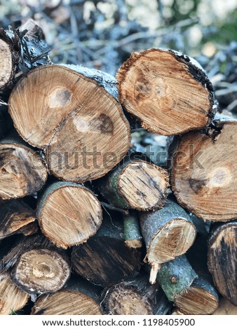 Cuts of the trees. Wood texture. Wallpaper picture.
