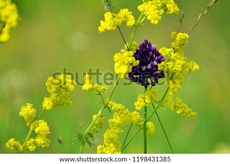Beautiful world. Wild onions among yellow flowers. Natural background. Purple flower.
