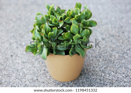 a  Succulent plant