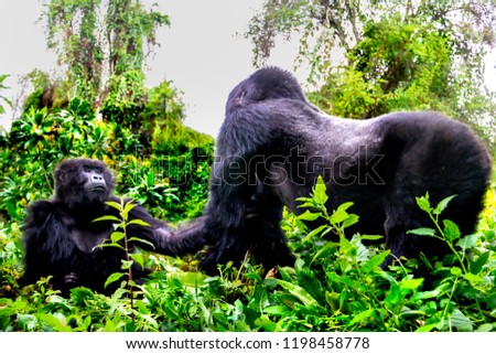 Romantic Couple gorillas ,wildlife animal  , tropical rainforest background, Volcanoes National park, Rwanda, Africa, soft selective focuse