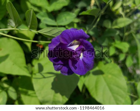 Butterfly pea flower,Close up of purple butterfly pea flower,This flower can coloring matter in Thai dessert having blue and purple color.thailand