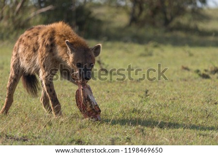 An adult spotted hyena feeds on the skull of a warthog