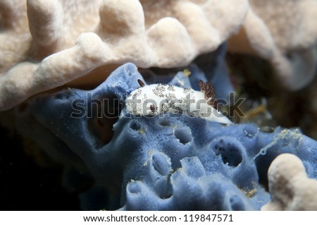Blue sponge and Sea Slug _ Jorunna funebris
