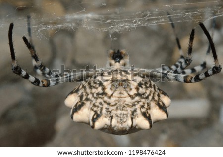 The horror spider