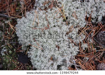 white moss sphagnum covered with pine needles close-up autumn in the forest