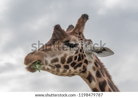 Rothschild Giraffe Feeding