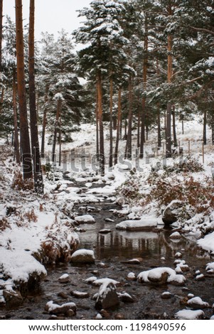 River in the interior of a snowy forest
