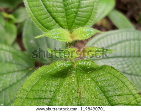 Green leaf texture. Leaf texture background,close up of texture leaf.