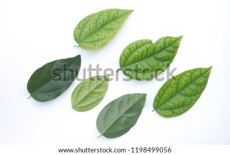 Yanang leaves on a white background.