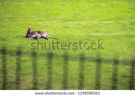 Female kangaroo with a little cub in the zoo on the ground with trees, grass and foliage in the background
