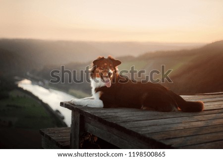 dog at sunset in nature. Pet on a wooden bridge. obedient Australian shepherd outside