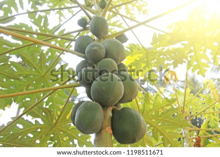 The fruits of green papaya grow on a tree. Papaya close-up on a tree trunk.