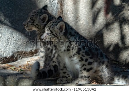 newborn puppy baby snow leopard close up portrait while looking at you