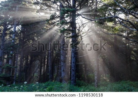 Sunrise in the forest. Sunbeams shining through the trees.