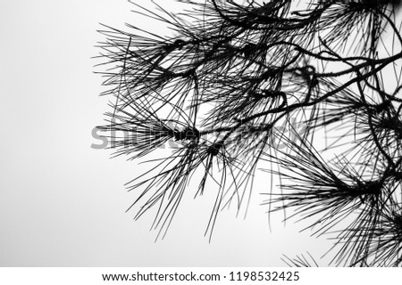 Black White Tree Branch