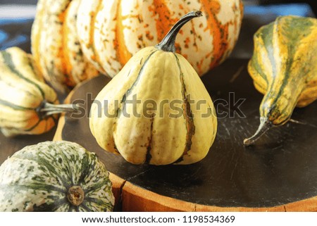Decorating for Halloween. Small most pumpkin on a dark wooden background.
free space text