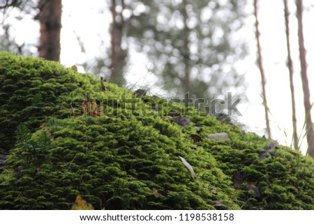green moss on the rocks in the forest in autumn