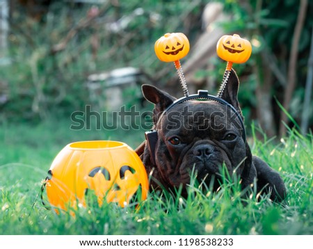 Brindle french bulldog wearing hat Halloween sitting in field grass with a plastic pumpkin beside him, pet costume for happy Halloween day. Royalty-Free Stock Photo #1198538233