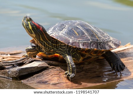 Red-eared turtle or yellow-Bellied (lat. Trachemys scripta "stripped, painted") - a species of turtles from the family of American freshwater turtles. Royalty-Free Stock Photo #1198541707
