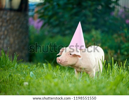 Piggy standing in garden on green grass and looking at camera,  wearing pink festive cap with white polka dots. Pig as symbol of luck and Chinese 2019 new year calendar. Concept of New Year.