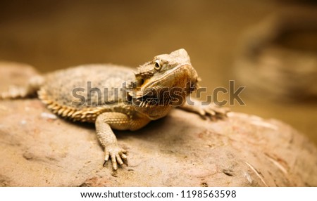Picture of flat-tailed desert horned lizard resting on rock