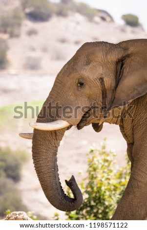 Closeup portrait of an african elephant bull