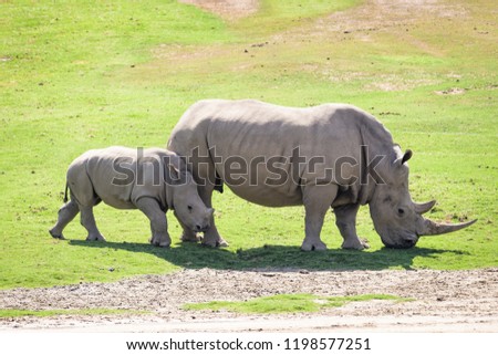 African rhino grazing with its baby