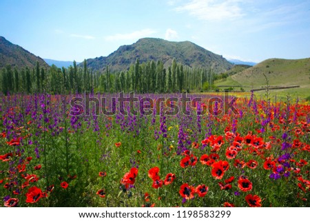 Red poppy flowers on a poppy field on a sunny day in summer.erzurum/turkey