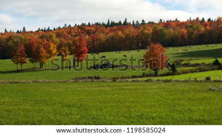 Cows in the field with the fall colors