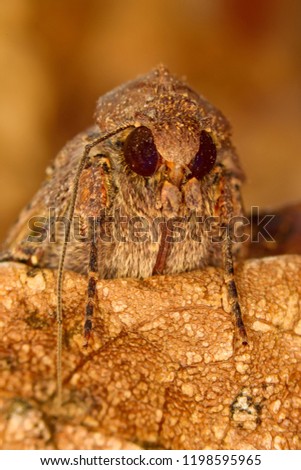 Portrait head of clothes moth. Macro photography. Natural yellow background.