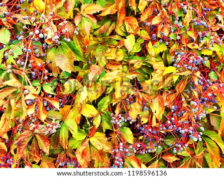 background wall colorful foliage wild grapes in autumn afternoon.