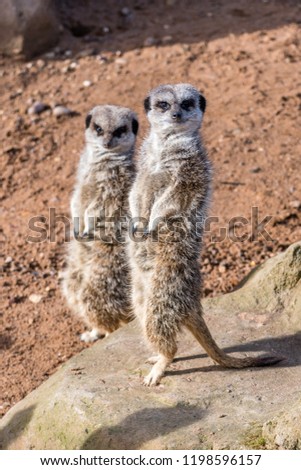 Pair of Meerkats Standing Guard