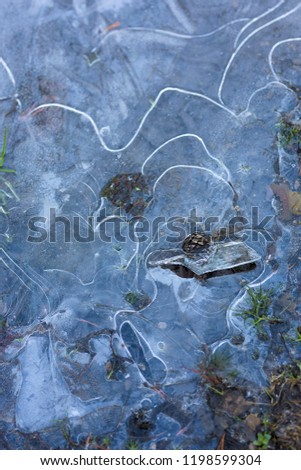 Forms in frozen puddles