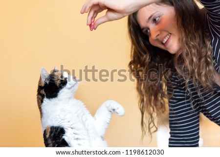 Young woman, pet owner teaching, training calico cat trick of standing up on hind legs, picking, food in room, doing trick with front paw, claws with hand holding treat, meat
