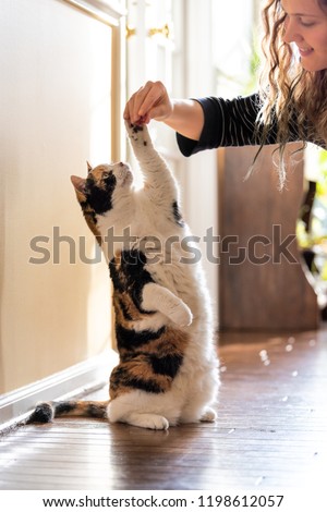 One calico cat standing up on hind legs, begging, picking, asking food, meat in living room, doing trick with front paw, claws with woman face, hand holding treat