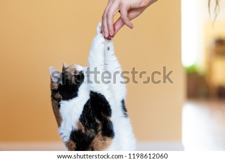 One calico cat standing up on hind legs, begging, picking, asking food in living room, doing trick with front two paws, claws with woman hand holding treat, meat