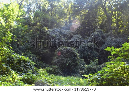 Sunlight shining into small forest clearing