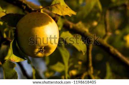 Ripe green apple on a tree lit by the setting sun. Autumn harvest of apples. Royalty-Free Stock Photo #1198618405