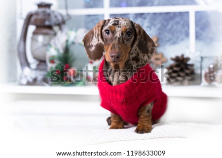 Puppy dachshund, Christmas dog dressed in  knitted scarf handmade